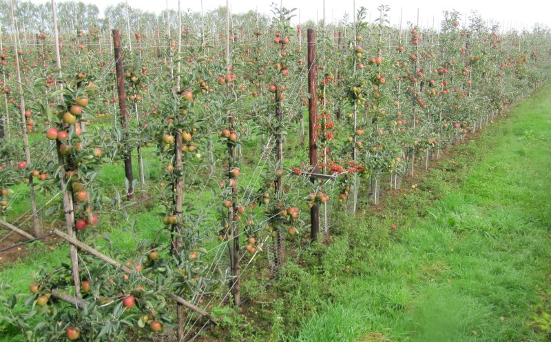 Young Braeburn orchard at Man of Ross